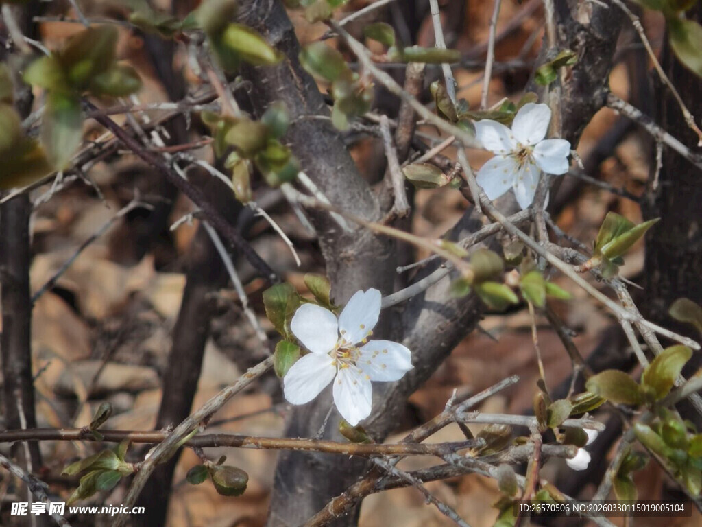 枝头绽放的素雅小白花