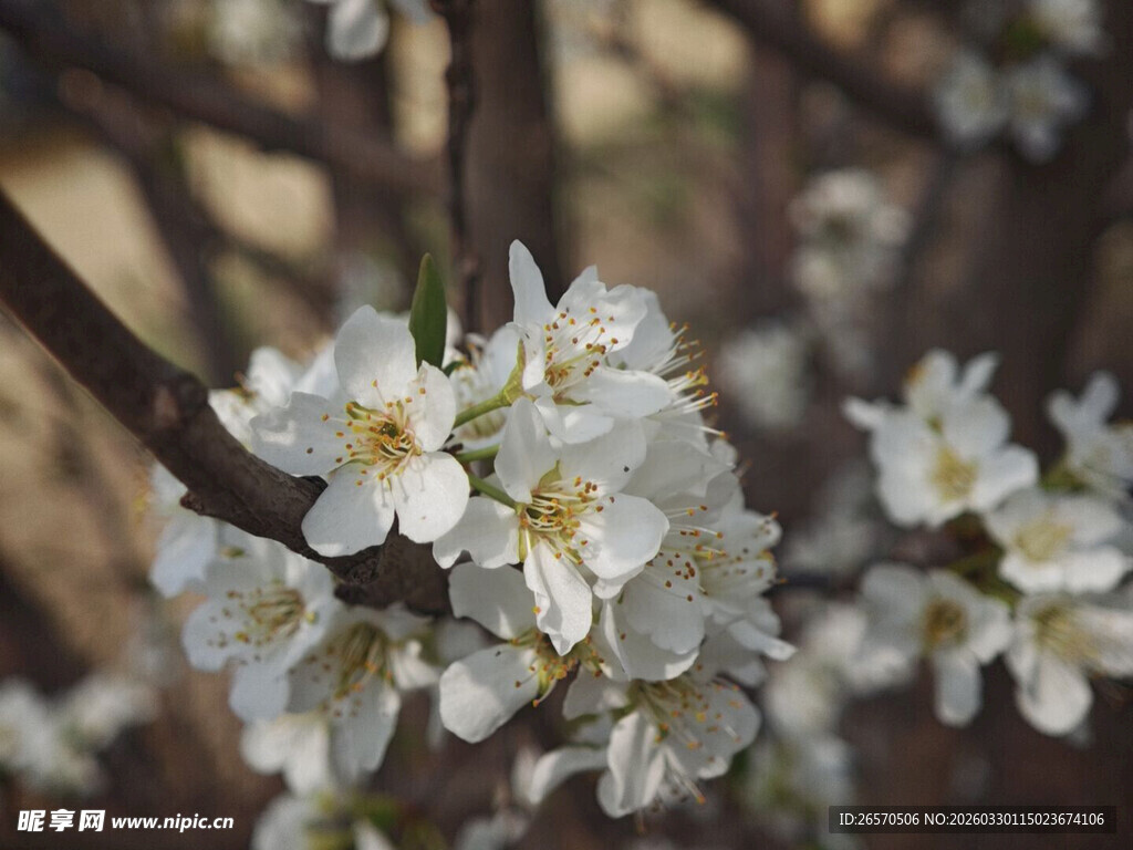 枝头绽放的洁白花朵