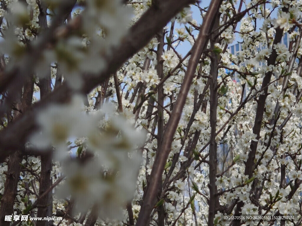 繁花满枝的春日树木