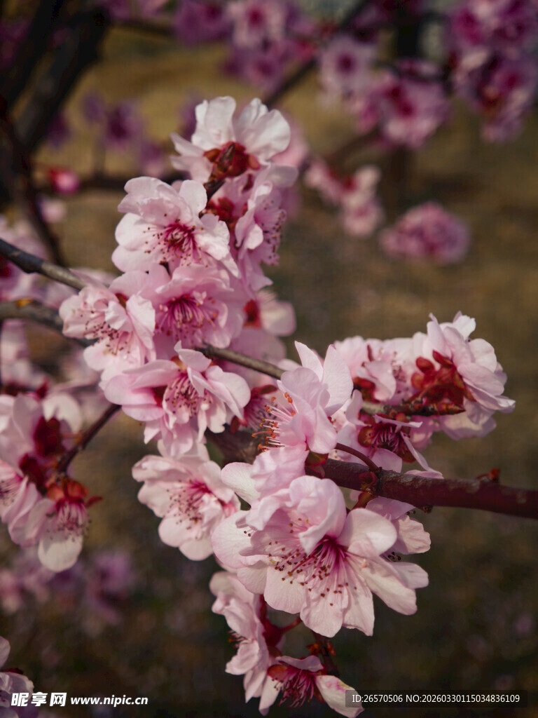 枝头绽放的粉嫩桃花