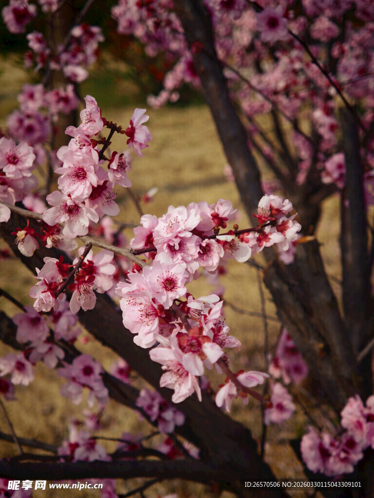 绽放的粉嫩繁花