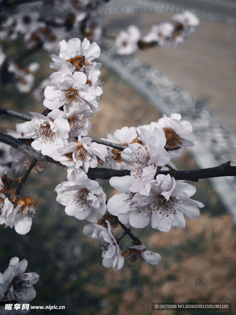 枝头绽放的美丽杏花