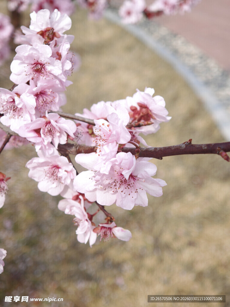 枝头绽放的粉嫩桃花