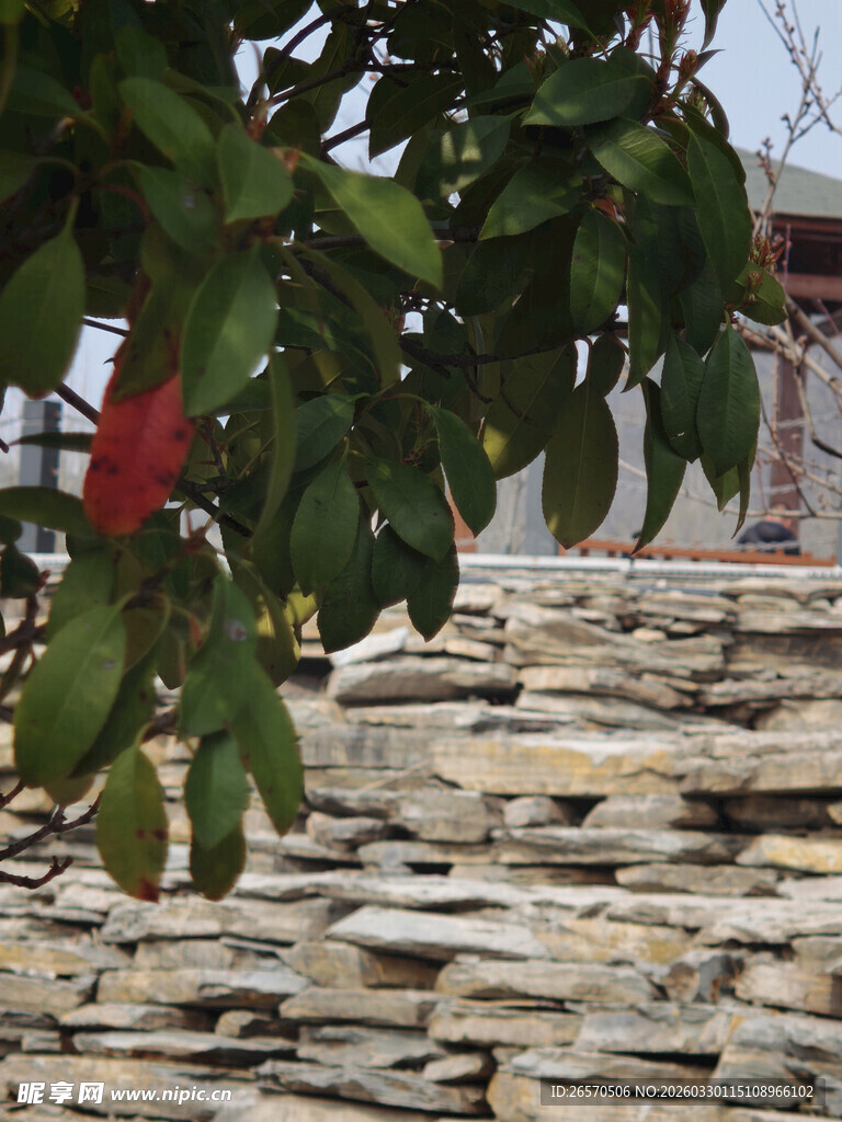 石墙旁绿叶红花景致