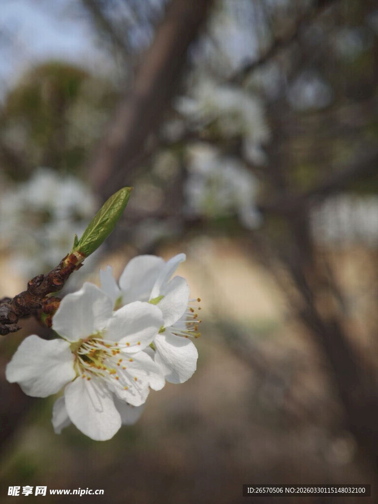 枝头绽放的洁白春花