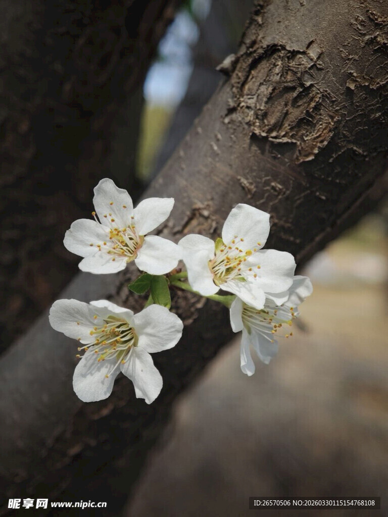 枝头绽放的洁白小花
