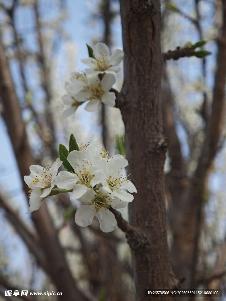 枝头绽放的洁白花朵