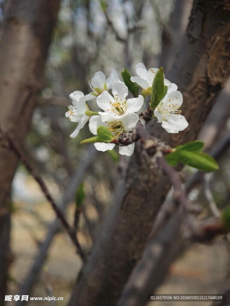 枝头绽放的洁白苹果花