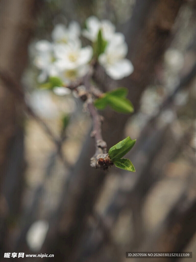枝头绽放的白色小花