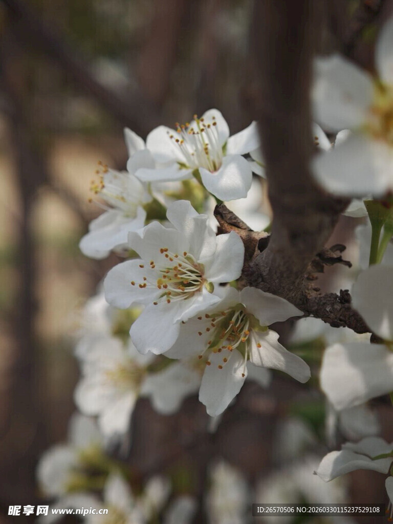 枝头绽放的洁白花朵