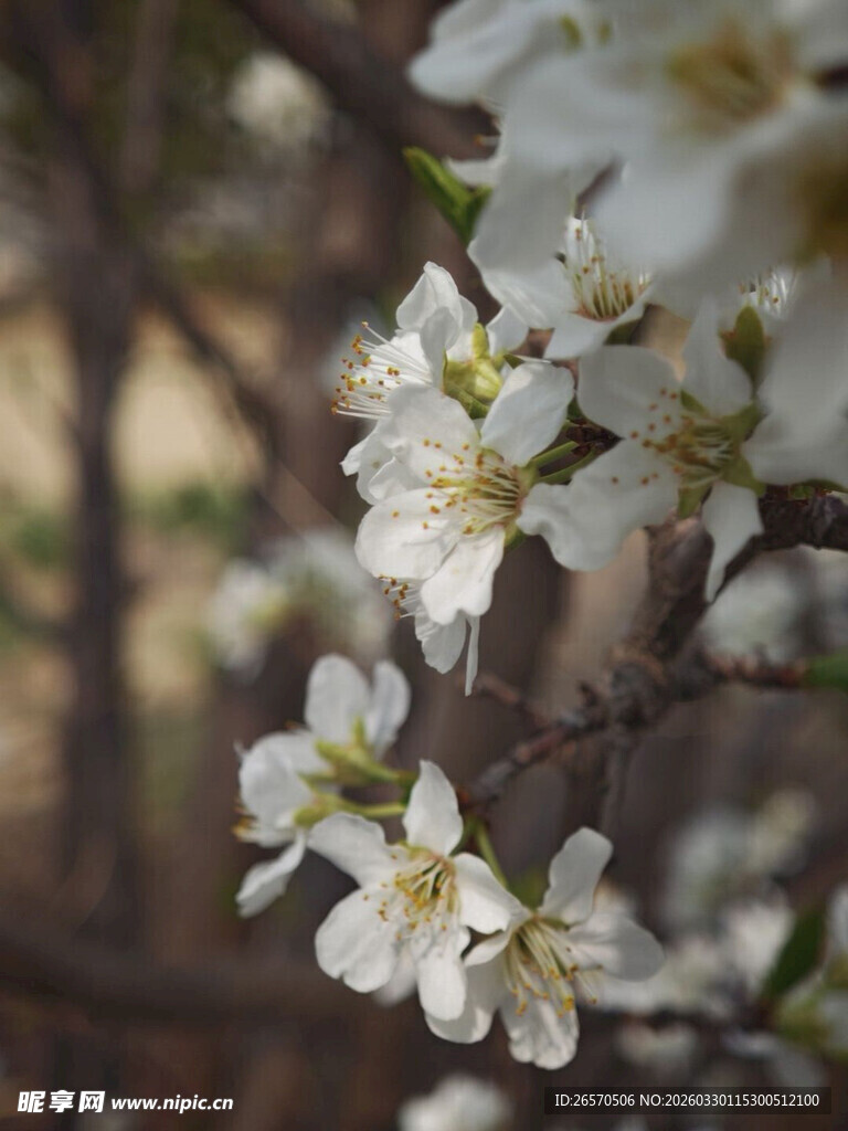 枝头绽放的洁白花朵