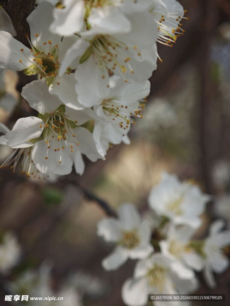 枝头绽放的洁白花朵