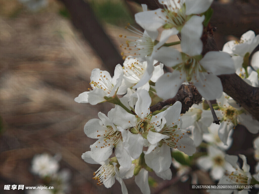洁白李花绽放枝头
