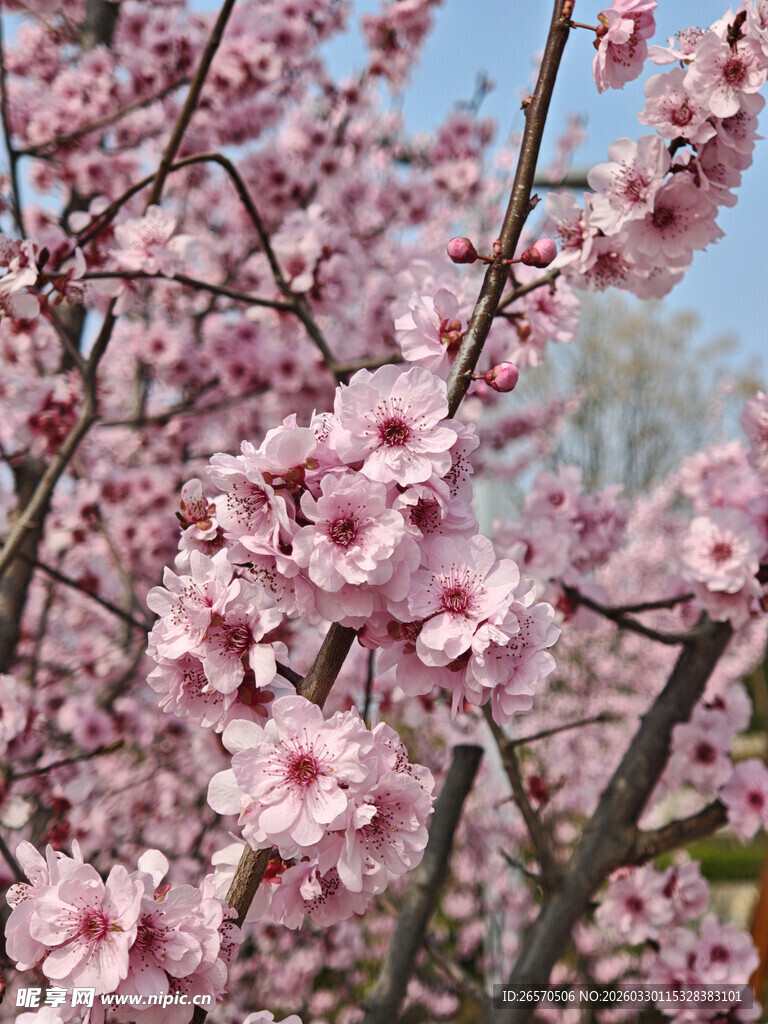 盛开的粉色桃花