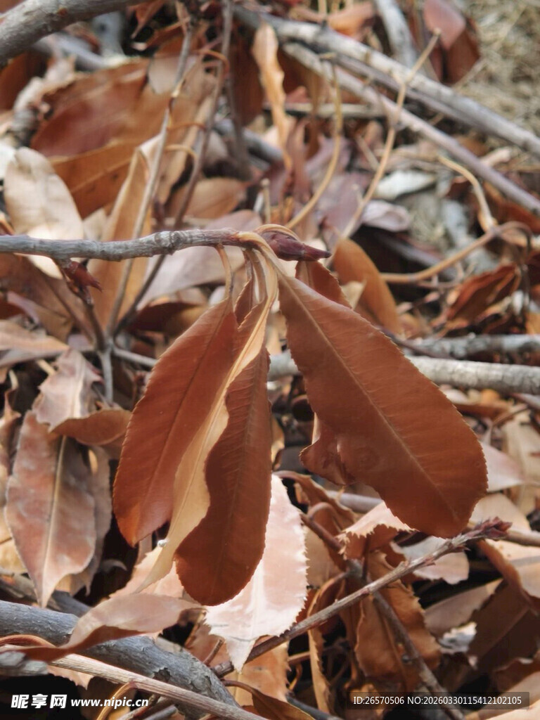 干枯落叶与细枝景象