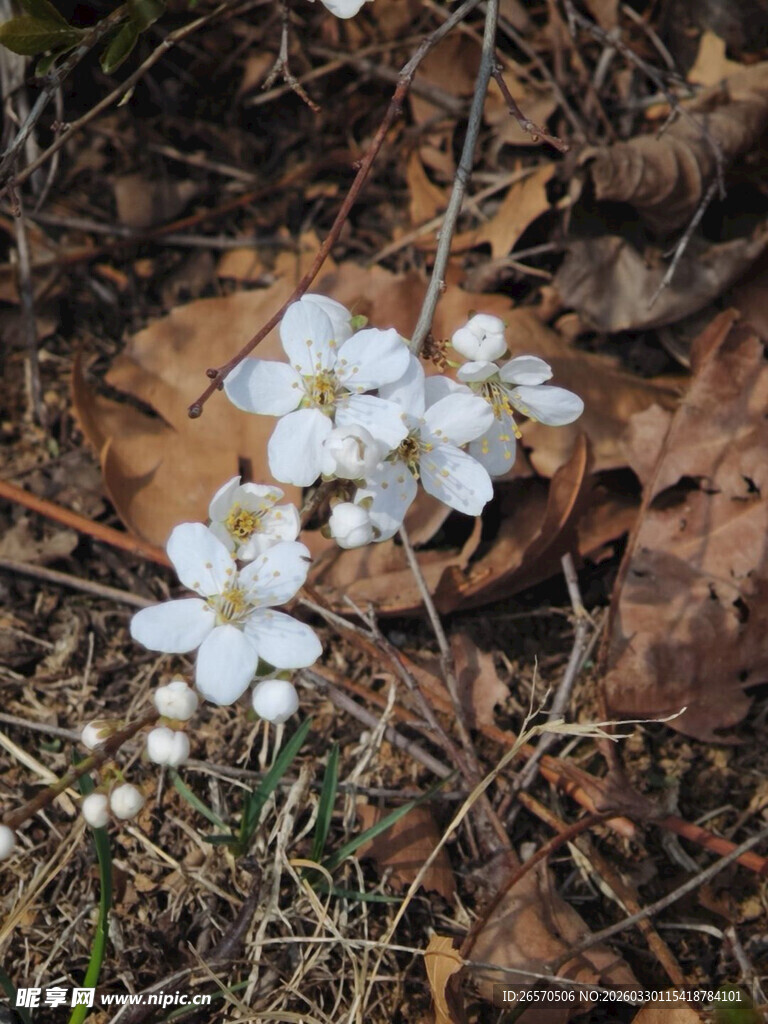 地上绽放的白色小花