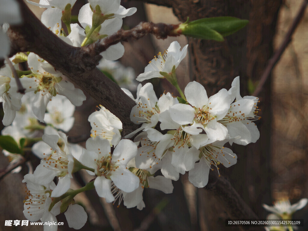 枝头绽放的洁白花朵