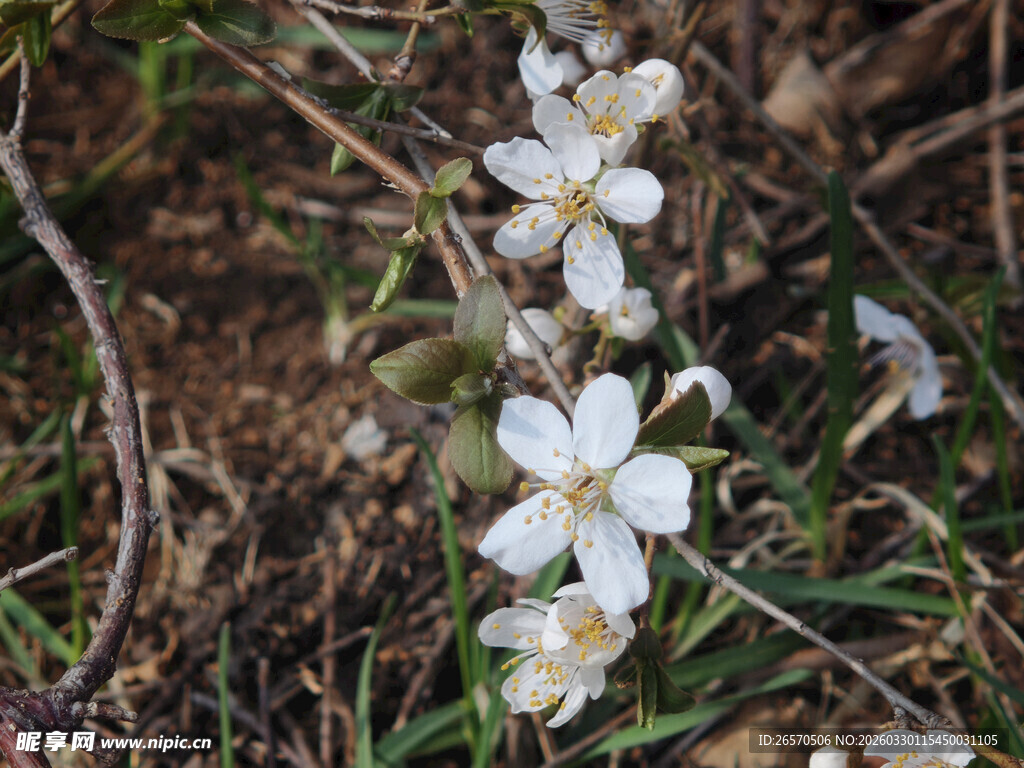 地上绽放的白色小花