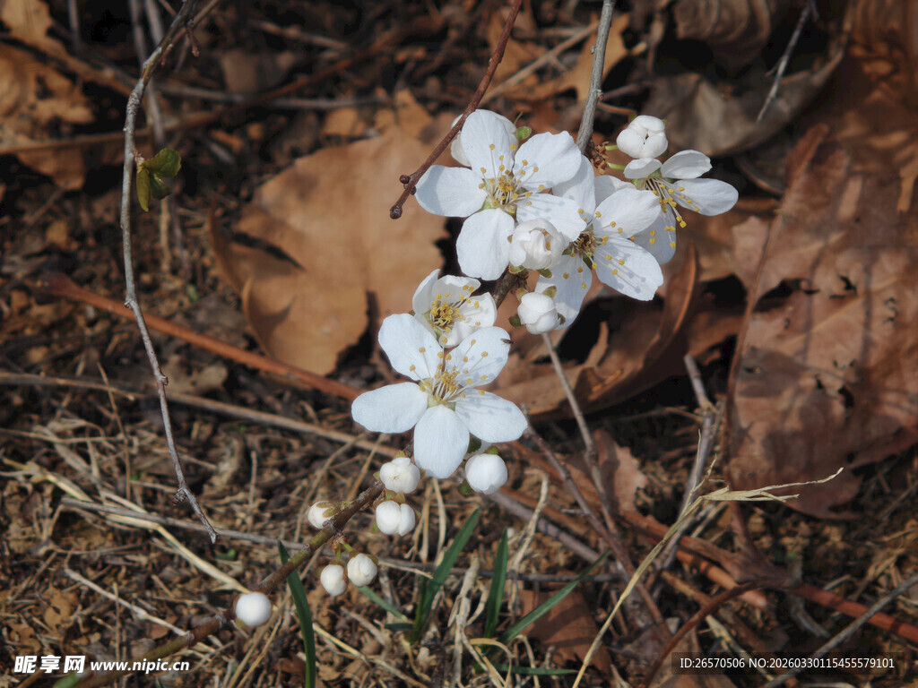 林间白色铃兰花绽放
