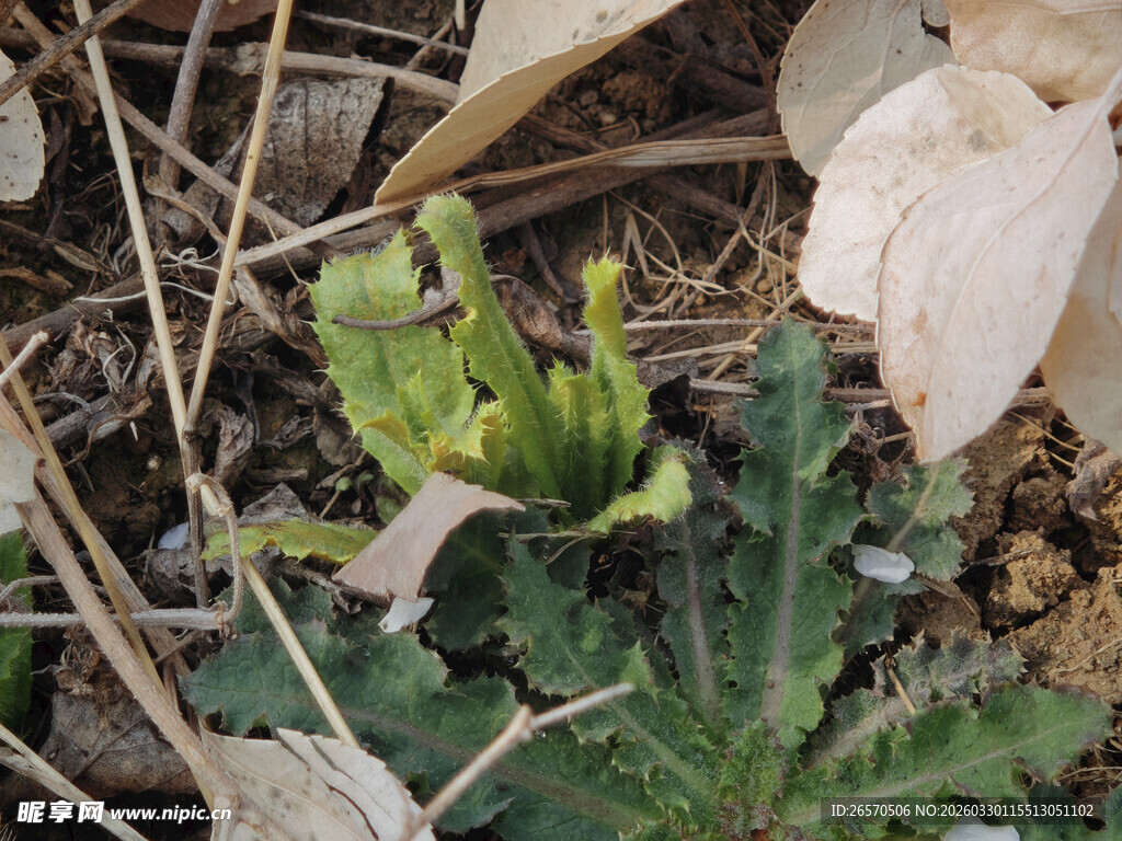 破土而出的嫩绿植物
