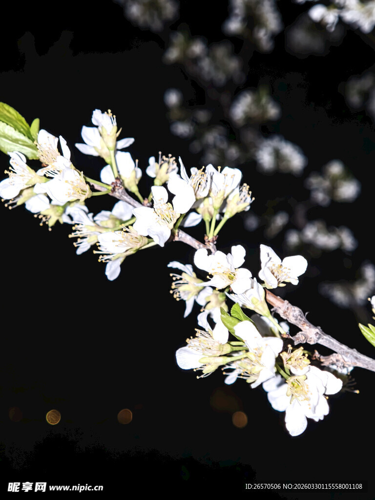 枝头绽放的洁白花朵