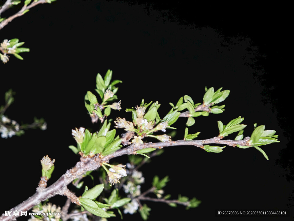 枝头绽放的嫩绿花朵