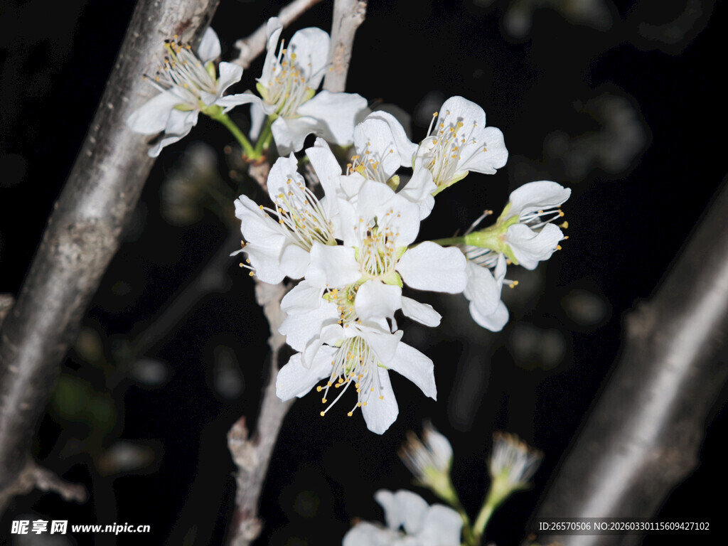 洁白绽放的美丽樱花