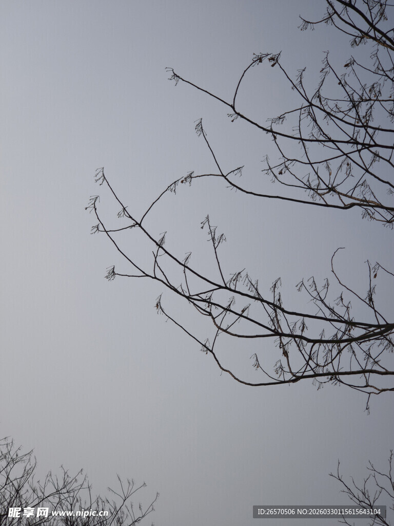 冬日光秃树枝映于天际
