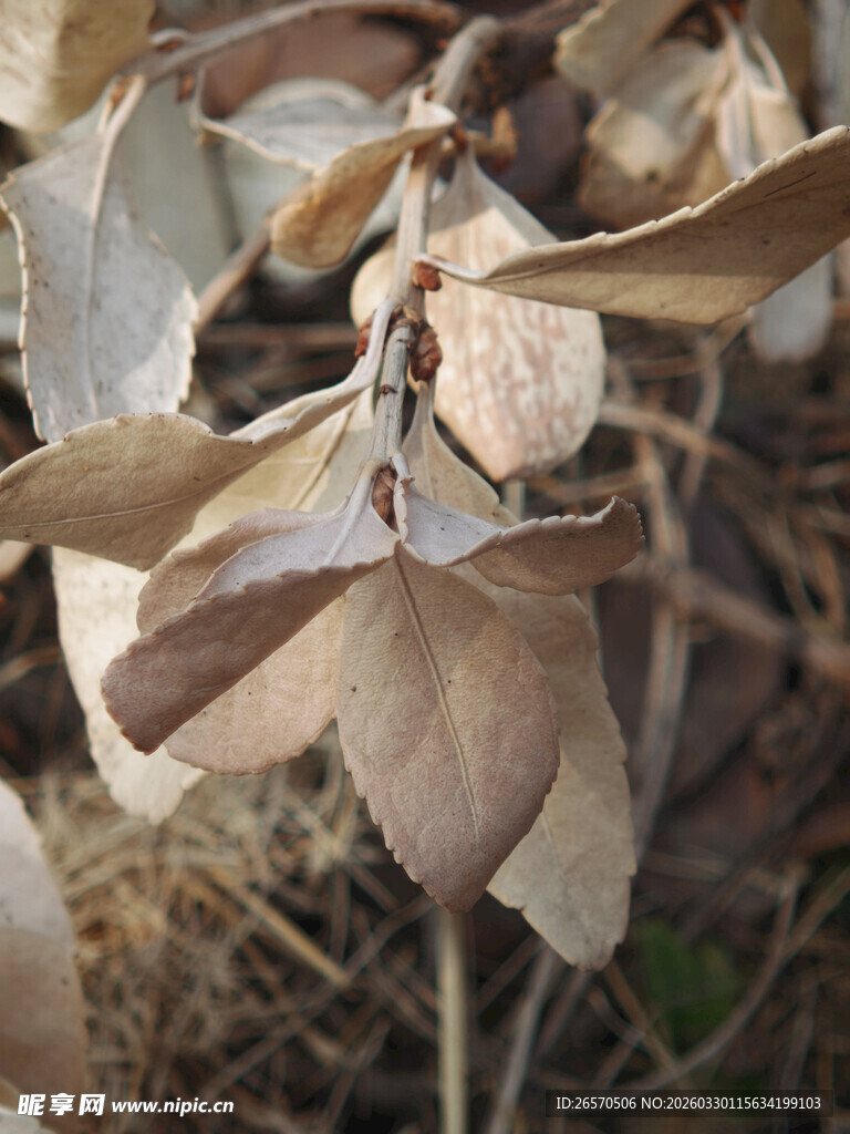 干枯树叶特写