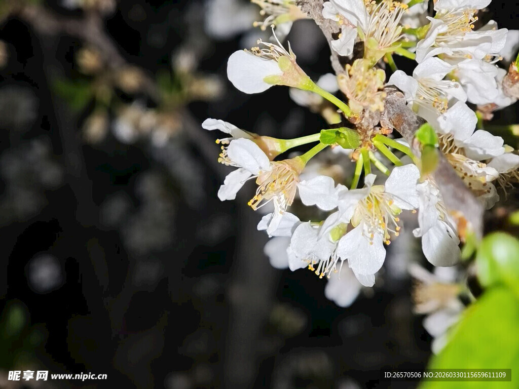 白色花卉绽放特写