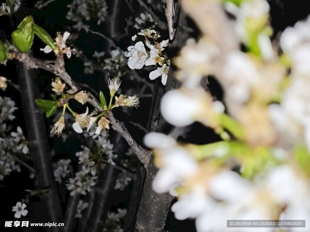 夜中绽放的洁白花朵