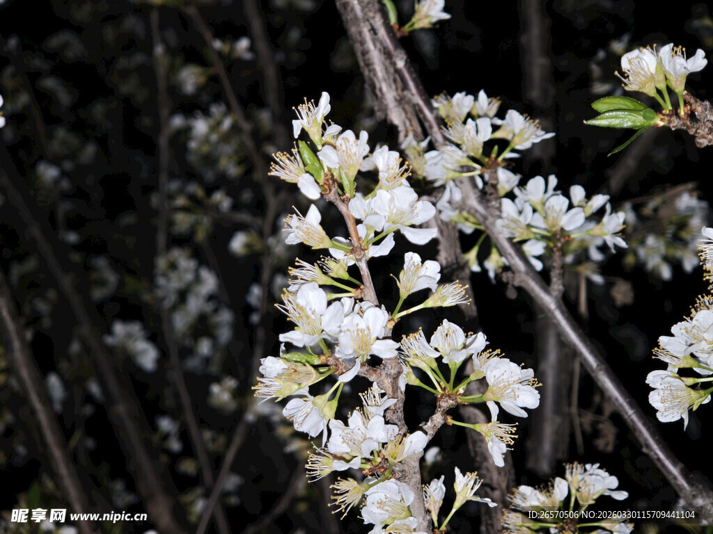 枝头绽放的白色花朵