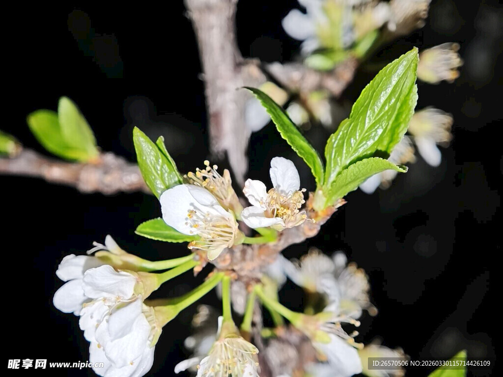 枝头绽放的洁白花朵