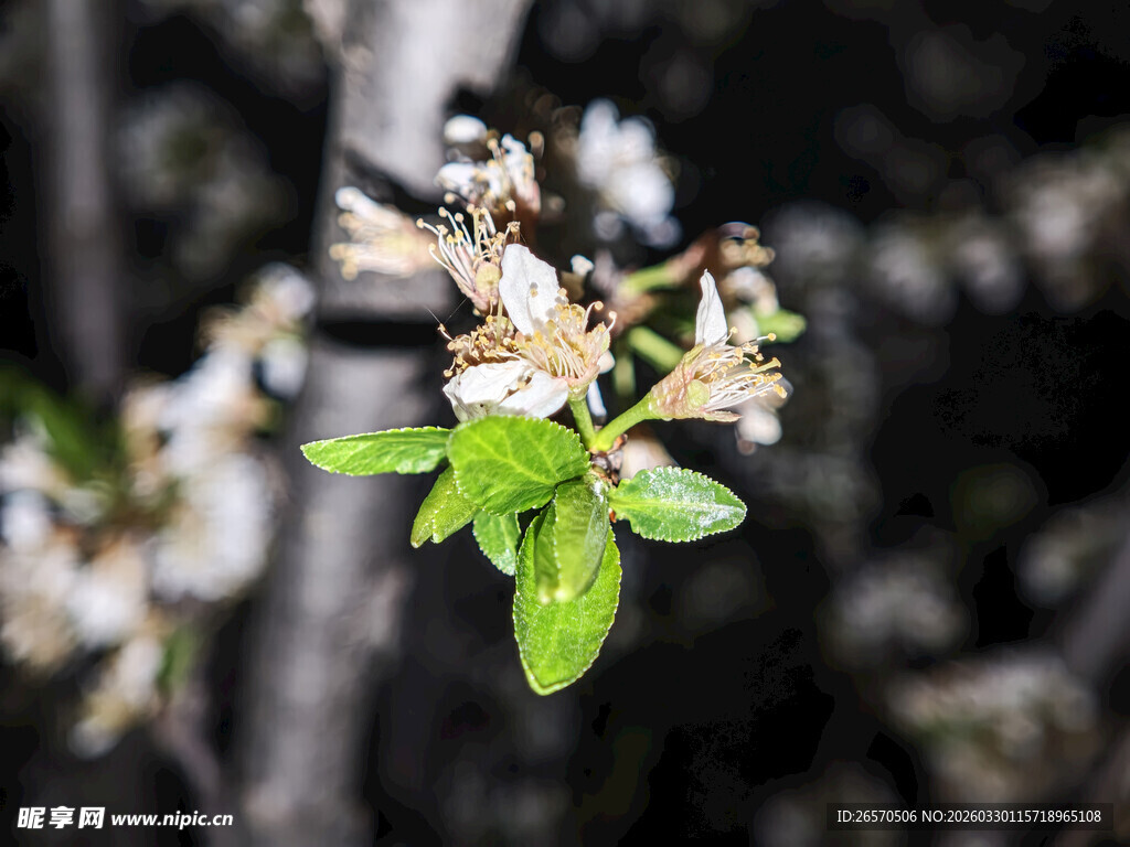枝头绽放的嫩绿花朵