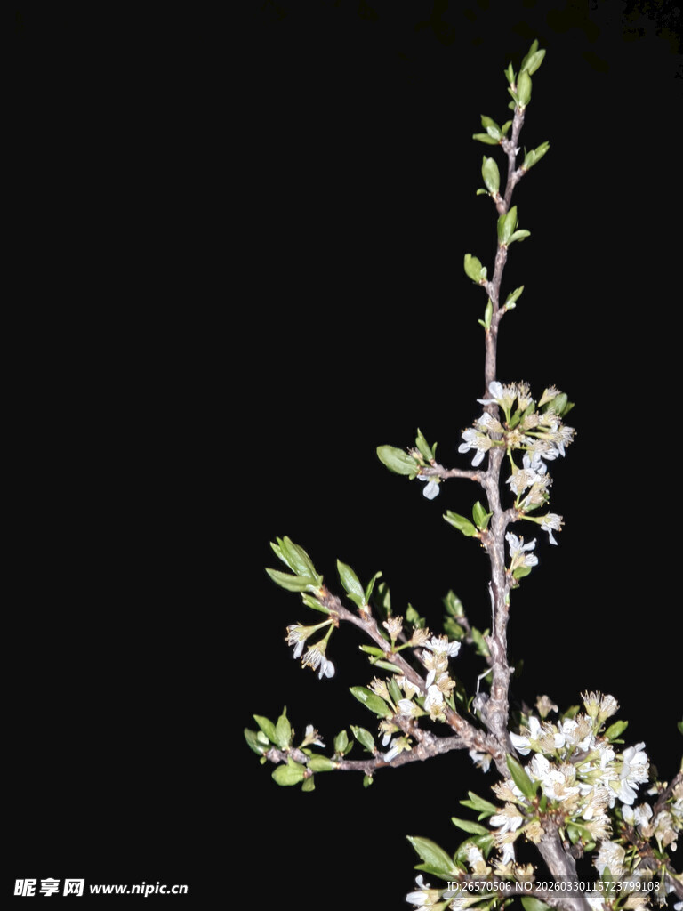 夜下绽放的花枝