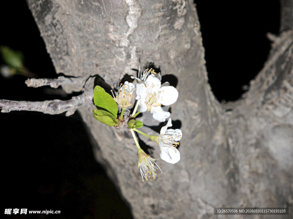 树枝上的白色花朵