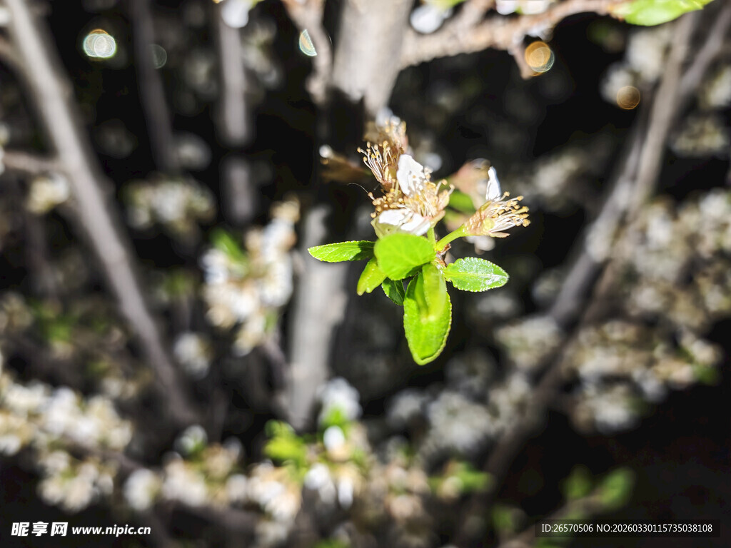 枝头嫩叶与蜜蜂