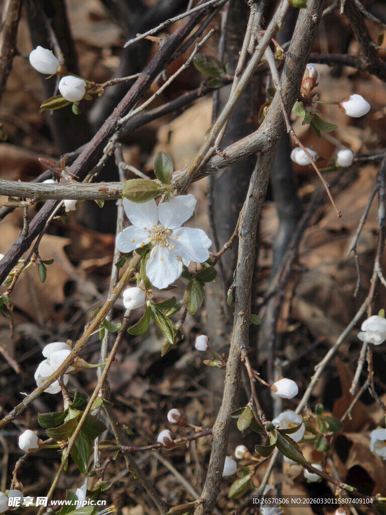 枝头绽放的素雅白色小花