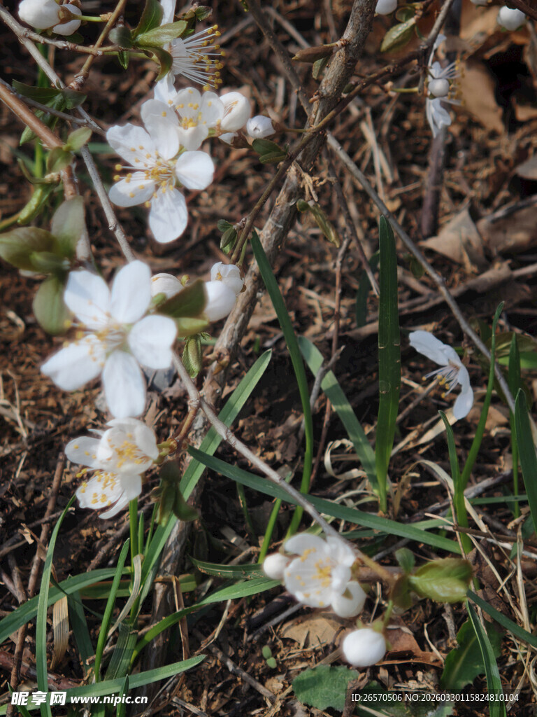 地上散落的白色小花