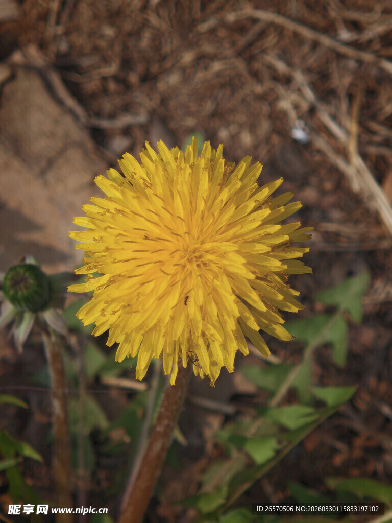 绽放的黄色蒲公英花朵