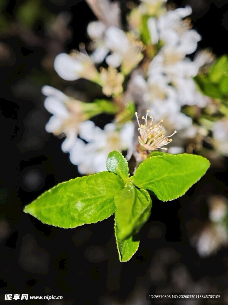 绿叶上停歇的翠绿蝴蝶