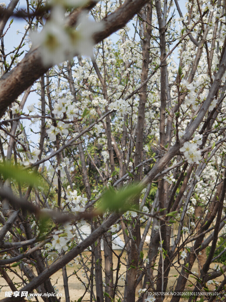春日繁花盛开的枝丫
