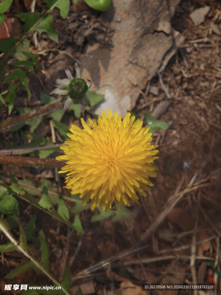 黄色绒球状花朵特写