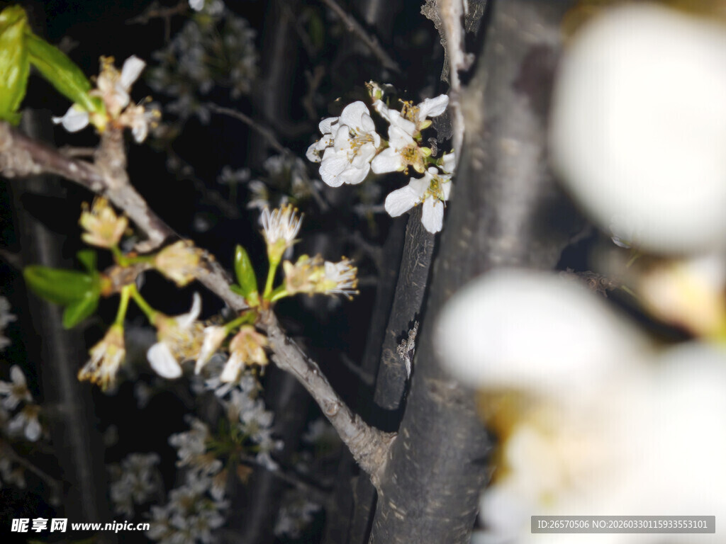 枝头绽放的白色小花