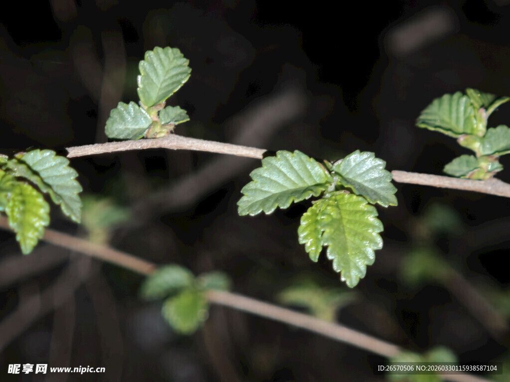 嫩绿叶片的植物枝丫