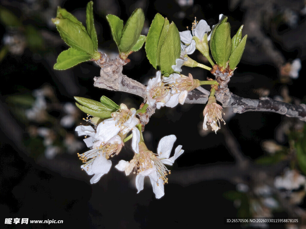 枝头绽放的白色小花