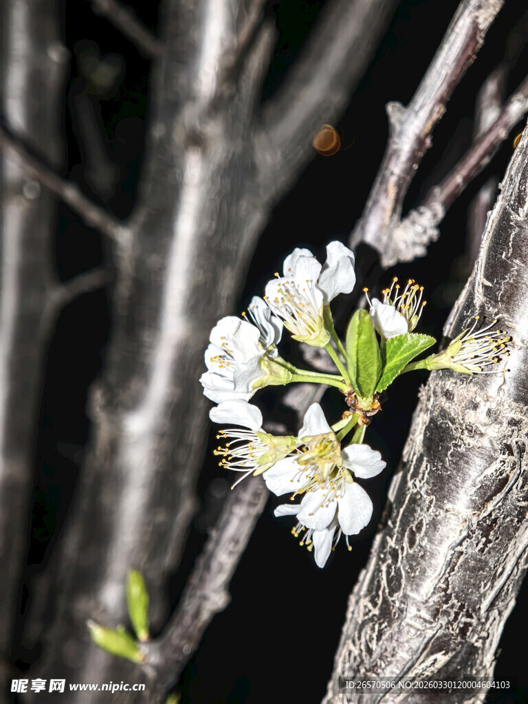 枝头绽放的洁白小花