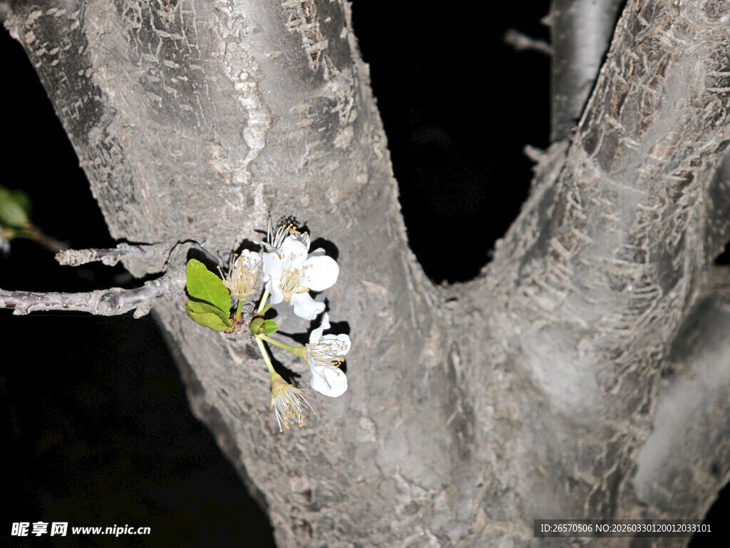 树枝上绽放的白色花朵