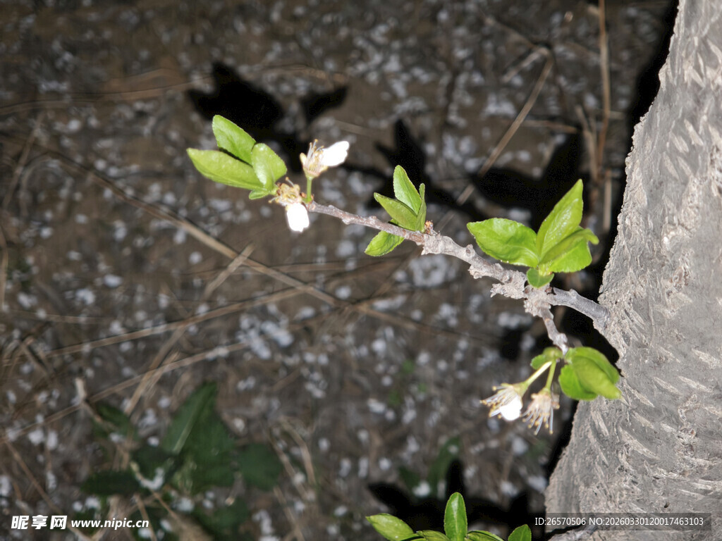 暗夜中绽放的枝头花朵