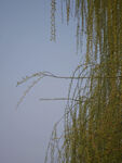 垂柳映蓝天
